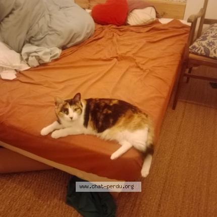 Photo 2/2 Nola Chat perdu à Saint fargeau