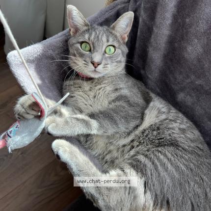 Photo 1/1 Stella Chat perdu à Alixan