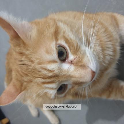 Photo 1/1 Mao Chat perdu à Caromb