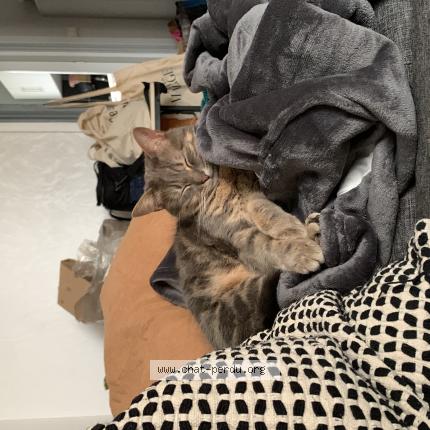 Photo de chat perdu à Corbeil Essonnes