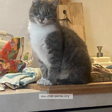 Photo 1/1 PRUNE Chat perdu à Grenoble