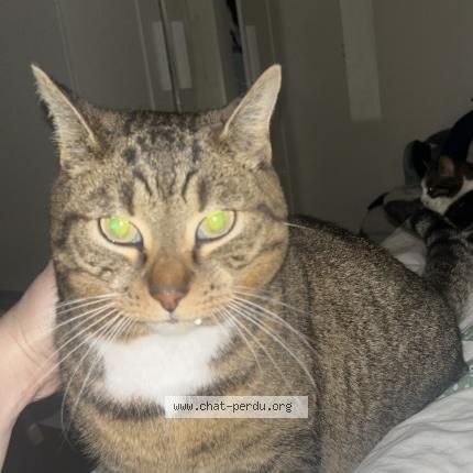 Photo 1/1 Grisette Chat perdu à Villeparisis