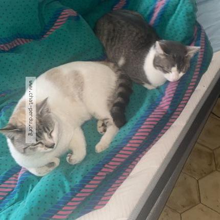 Photo 1/1 Lemon Chat perdu à Rillieux la pape