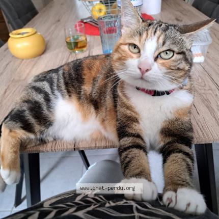 Photo de chat perdu à Rouvray