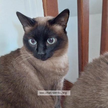 Photo 1/1 Chat retrouvé Perdu à Palaiseau