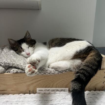 Photo 1/1 Chat retrouvé Perdu à Puilboreau 17138
