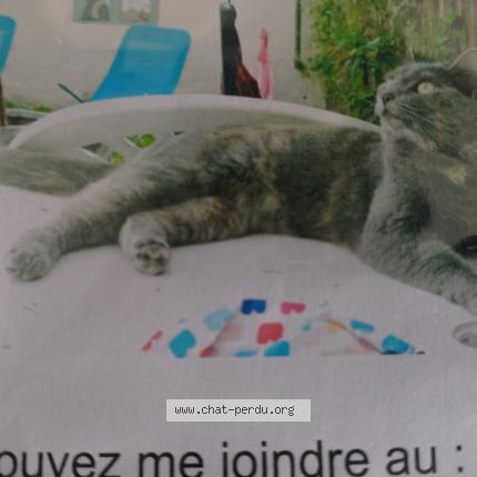 Photo 1/1 Chat retrouvé Perdu à Abbeville