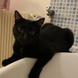 Photo de chat perdu à Versailles