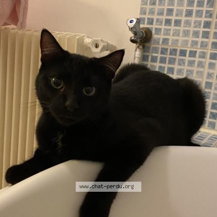 Photo 1/1 Chat retrouvé Perdu à Versailles