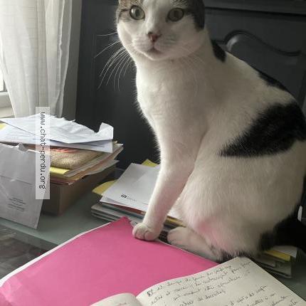 Photo de chat perdu à Cormicy