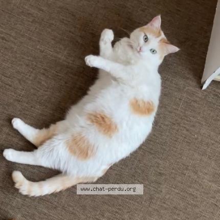 Photo 1/1 Zinzine Chat perdu à Saint laurent de la salanque