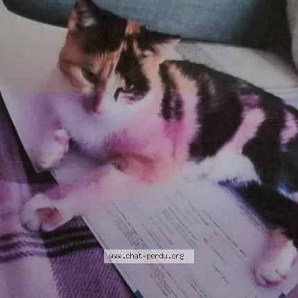 Photo 1/1 zya Chat perdu à Longuevillette
