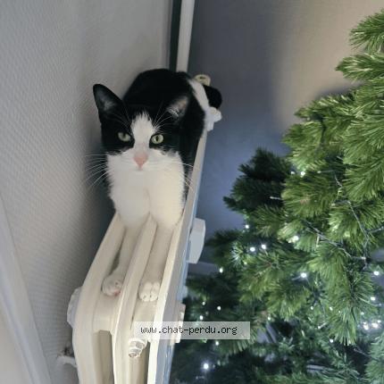 Photo 1/1 Guppy Chat perdu à Meylan