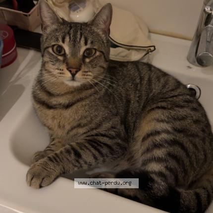 Photo 1/1 Milo Chat perdu à Pierrevert