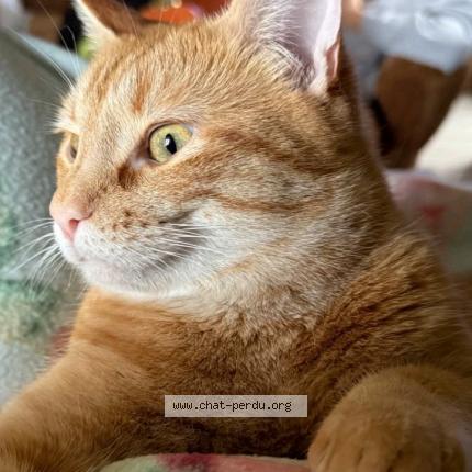 Photo de chat perdu à Le Foeil Quintin