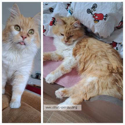 Photo 1/1 Chat retrouvé Perdu à Saint Xandre