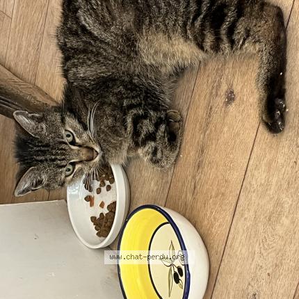 Photo 1/1 Chat retrouvé Trouvé à Bordeaux