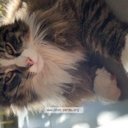 Photo 1/1 Zeus Chat perdu à Grosbliederstroff