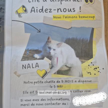 Photo de chat perdu à Mesnil Esnards