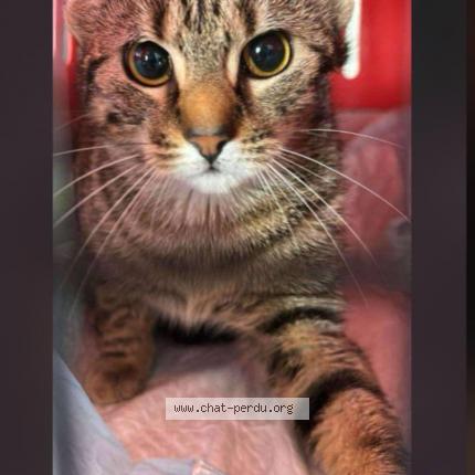 Photo 1/1 Caline Chat perdu à Laon