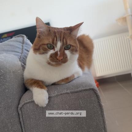 Photo 1/1 Kinou Chat perdu à Jeancourt