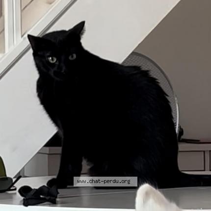 Photo de chat perdu à Mont De Marsan