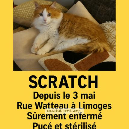 Photo 1/1 Chat retrouvé Perdu à Limoges