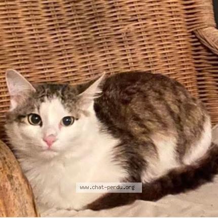 Photo 1/1 Petit chat Chat perdu à Valbonne