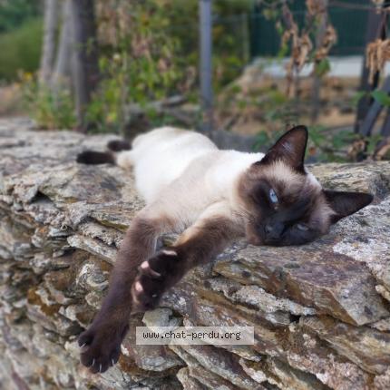 Photo 1/1 Chat retrouvé Perdu à La Plaine Sur Mer