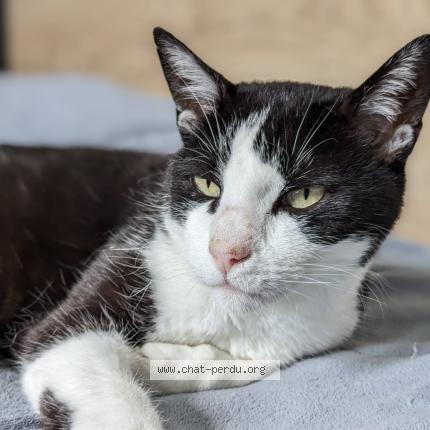 Photo de chat perdu à Lingolsheim