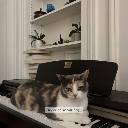 Photo 1/3 Noisette Chat perdu à Bazainville