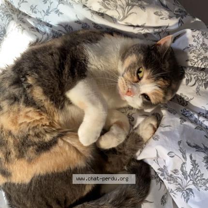 Photo 2/3 Noisette Chat perdu à Bazainville