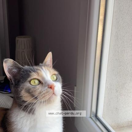 Photo 3/3 Noisette Chat perdu à Bazainville