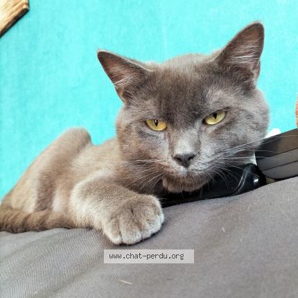 Photo de chat perdu à Port Brillet