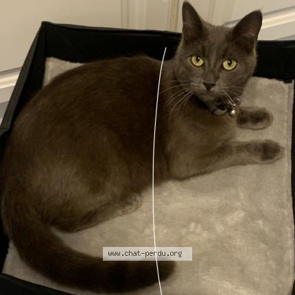 Photo de chat perdu à Albias