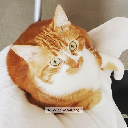 Photo de chat perdu à Villars