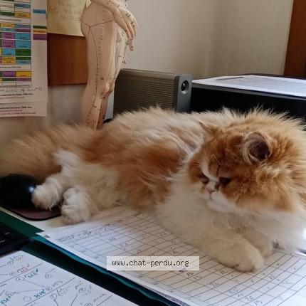 Photo 1/1 Ruby Chat perdu à Ecouen