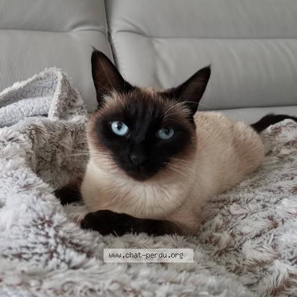 Photo 1/1 Yoko Chat perdu à Cernay