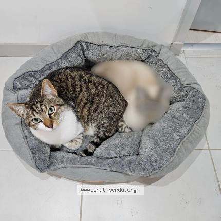 Photo de chat perdu à Fontaine Les Dijons