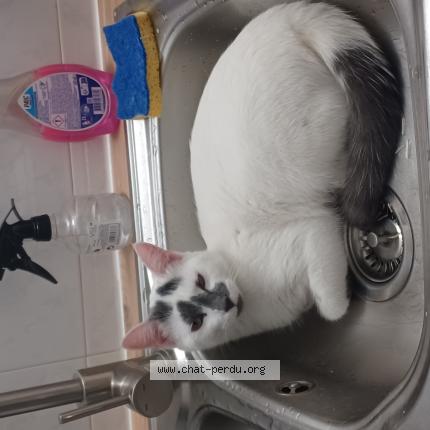 Photo de chat perdu à Dijon