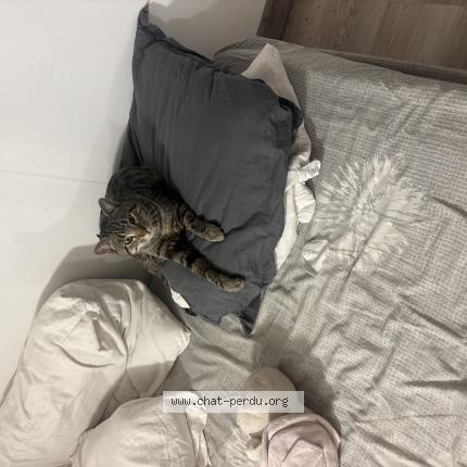 Photo 1/1 Volt Chat perdu à La crau