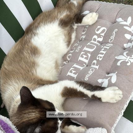 Photo 1/1 Bibou Chat perdu à Cabanac et villagrains