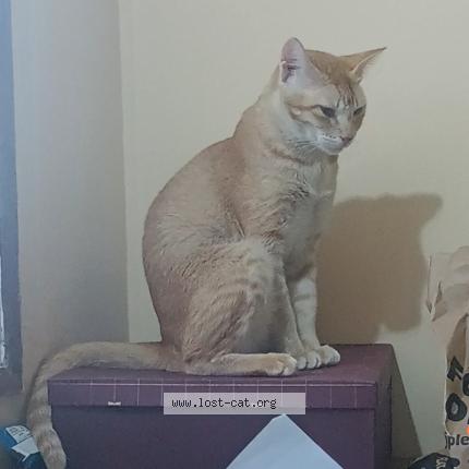 Photo 1/1 Pari Chat perdu à Navi mumbai