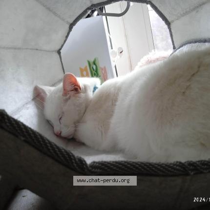 Photo 1/1 Chat retrouvé Perdu à Mulhouse