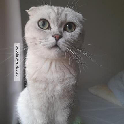 Photo de chat perdu à Bondy