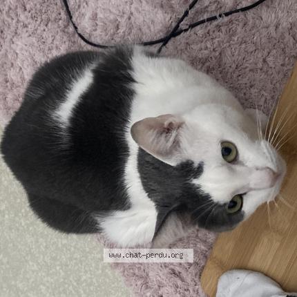 Photo 1/1 Chat retrouvé Perdu à Tourcoing