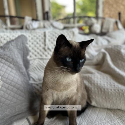 Photo 1/1 Moka Chat perdu à Orange