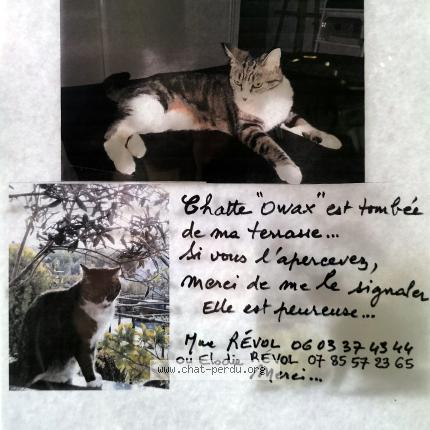 Photo de chat perdu à Le Cres