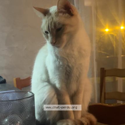 Photo 1/1 Gucci Chat perdu à Decines