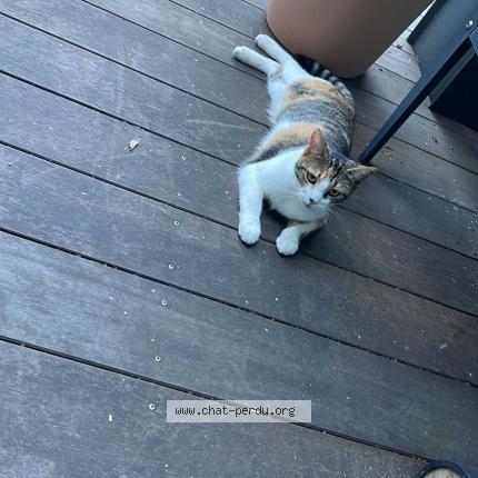 Photo 1/1 Chat retrouvé Perdu à Angers